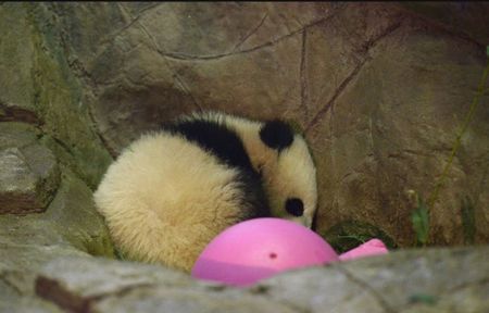 华盛顿民众挤爆动物园 首睹熊猫“宝宝”芳容