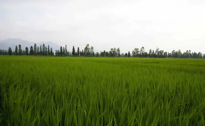 安徽第二次土地调查出炉 耕地面积居中部第二