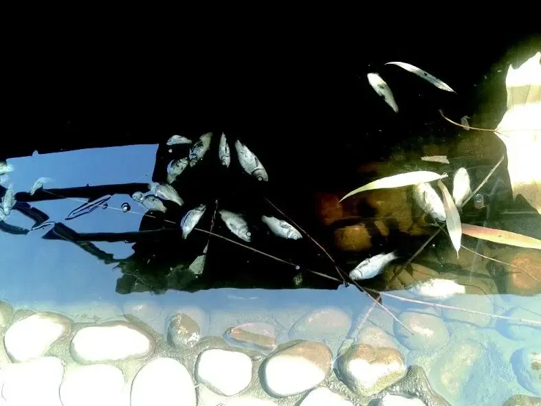 843056在售住宅鹿泉复合地产11300元/平方米在线咨询现场1湖水呈黑色