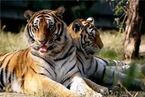 在哈尔滨必须要体验的八件大事