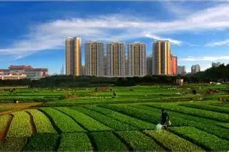 提高土地利用效率 一亩地如何多收三五斗