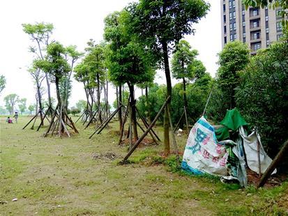 武汉北太子湖畔景观公厕成摆设 窨井被当临时厕所