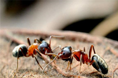 家里有了蚂蚁怎么办？家里怎么预防蚂蚁？
