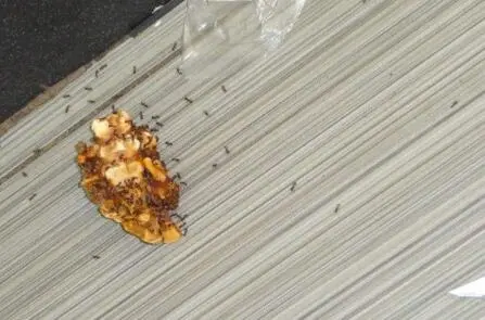 夏天家里有蚂蚁怎么办？夏天家里有蚂蚁的原因是什么？