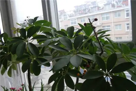 发财树会开花结果吗？发财树的正确养殖方法？