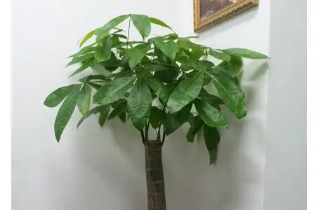 发财树能放在家里吗？种植发财树注意什么？