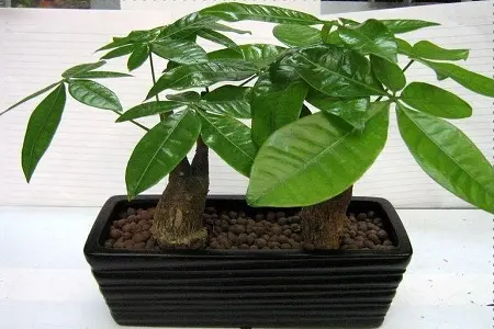 小的发财树怎么养？冬天小的发财树怎么办？