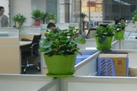 办公室植物禁忌？办公室植物怎么摆放好？