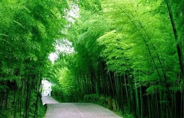 合肥北城大房郢水库 将添一片竹海 长丰楼盘房价涨势要变?