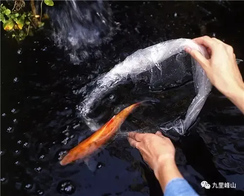 3月24日-3月25日 湖山邀您体验素食放生之旅!