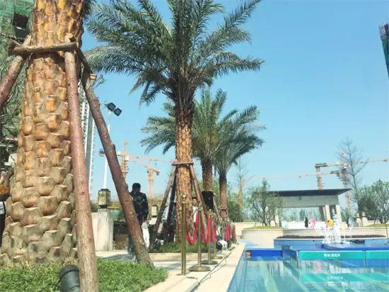 泳池两侧的银海藻