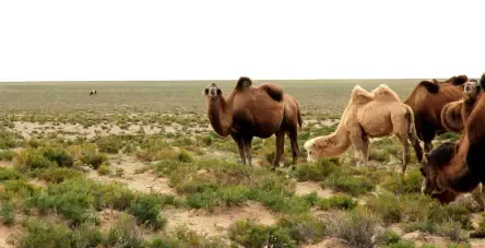 重点保护动物37种,如蒙古野驴,野骆驼,马鹿,盘羊,大头羊,青羊,黄羊