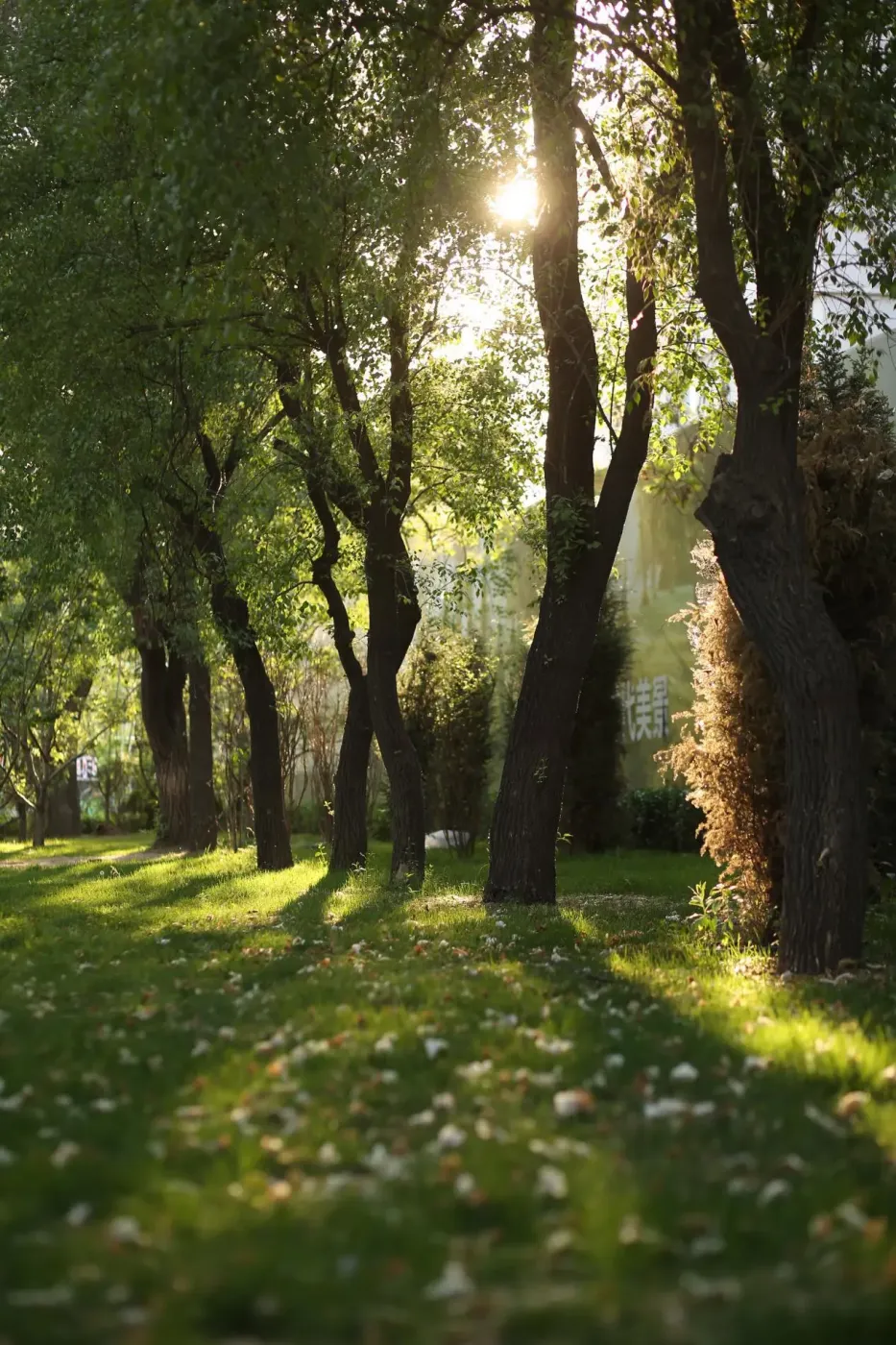 省府区硬资产 浓荫里的养尊大宅