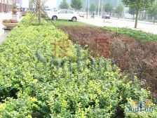 临河里·DBC加州小镇B区·1室·0厅