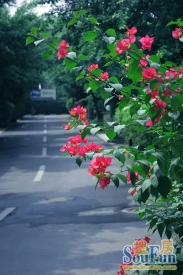 实景图
