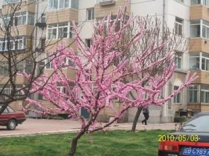锦城东园三室明厅落地窗近地铁万达汇文