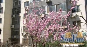 龙锦苑东二区3室2厅北南