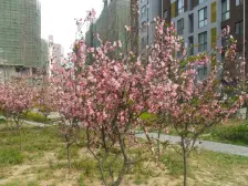 橄榄城柏林阳光 满五 交通便捷 临地铁 西南户型