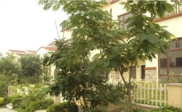 玫瑰花园实景图