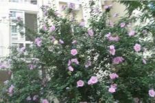 中jie费1万春花园2室2厅10522平