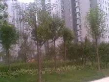 未来城 2室1厅 东 西