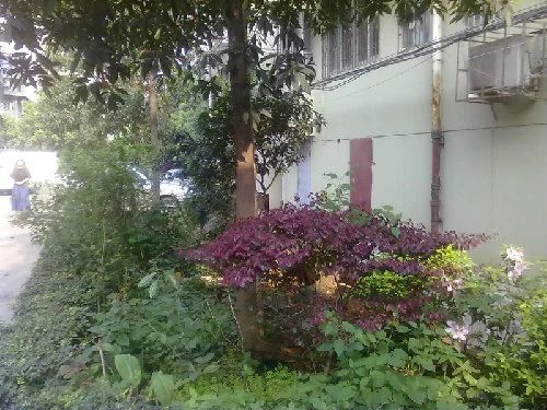 狮子山社区实景图