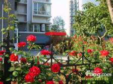 半岛蓝湾一楼 带南北院子 南院有鱼池