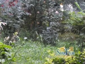 银丰家园盛唐园 2室2厅 北 南