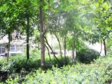 壹中 三校之间 低楼层 精装修 南北通透 采光好