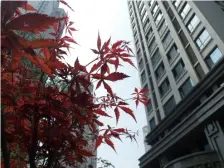 华业玫瑰东方 3室2厅 南 北