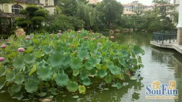 星港湾别墅