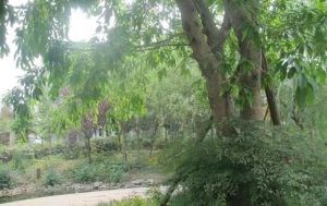 蓝山美树 4室2厅 南 北