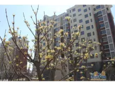 柏林春天11层顶加阁+毛坯房任意装修+小棚+格局采光好