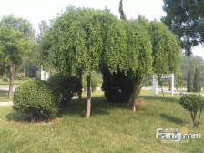 东尚蓝湾 3室2厅 南 北