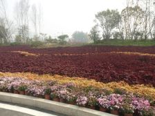 正直物业有保障,凤凰水城,证过二