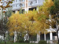 颐龙恒泰 3室2厅 南