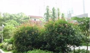 万鑫嘉园3室2厅南