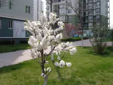 绿色家园 2室1厅 南 北