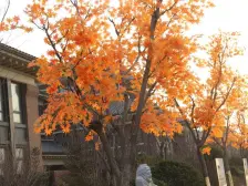 坐在露台看海 三面侧院种花种草 500米去海边遛弯