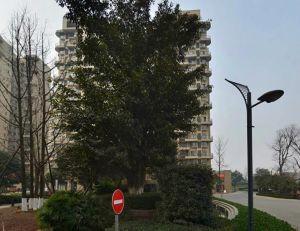 保利郁金香谷 5室2厅 西南