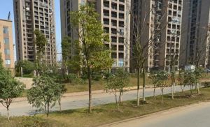 宁乡蓝色港湾,带阳台的,住宅,公寓,租房不如买房
