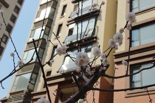  �ƺ�����ɽׯ3��2��2���ϱ�����5000.00Ԫ/�³��� 