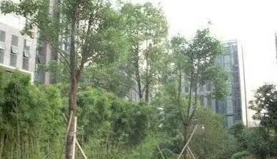 16城联邦公寓实景图