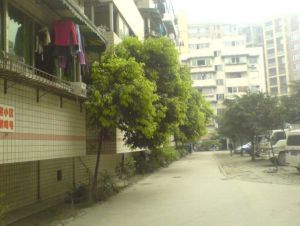武侯民居2室1厅东南