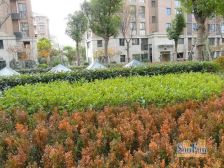 户型方正精装修采光无遮挡阳光充足