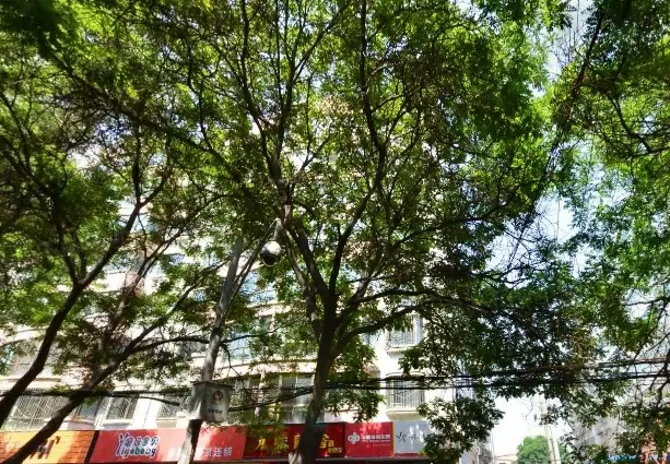 药检所家属院实景图