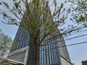 鼎盛大厦正式跃层单层面积