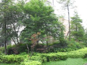 加国枫韵 2室1厅 东北