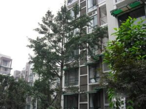 加国枫韵 2室2厅 西南