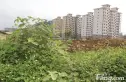 如意竹苑实景图